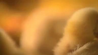 养鸡场鸡苗雏鸡土鸡养殖场规模化视频的预览图